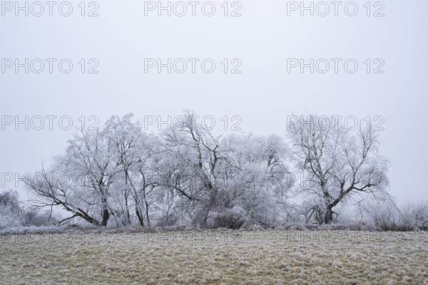 Eastern crack-willow (Salix euxina) standing on a meadow with hoarfrost on the branches in winter, Bavaria, Germany