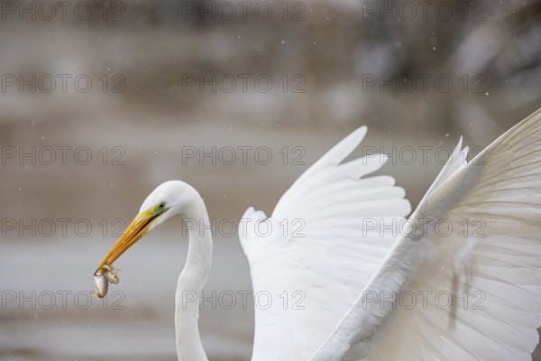 Great White Egret (Egretta alba) Germany