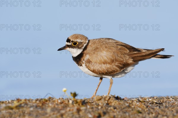 Little Ringed Plover (Charadrius dubius), North Rhine-Westphalia, Germany