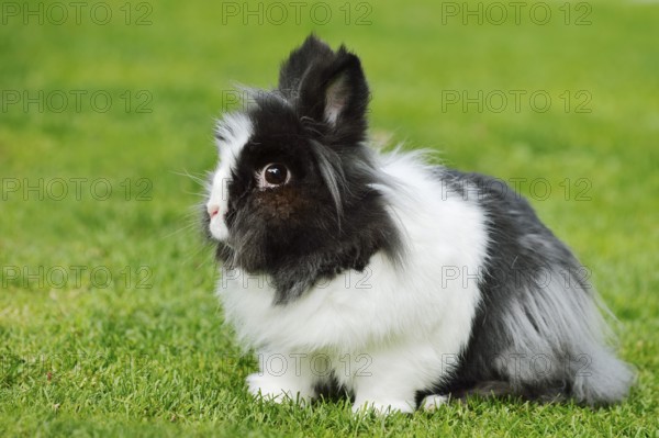 Lionhead rabbit (Oryctolagus cuniculus forma domestica) in a meadow, North Rhine-Westphalia, Germany