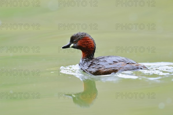 Little grebe (Tachybaptus ruficollis), North Rhine-Westphalia, Germany