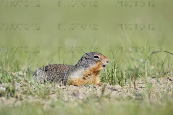 Columbia ground squirrel (Urocitellus columbianus, Spermophilus columbianus), Jasper National Park, Alberta, Canada