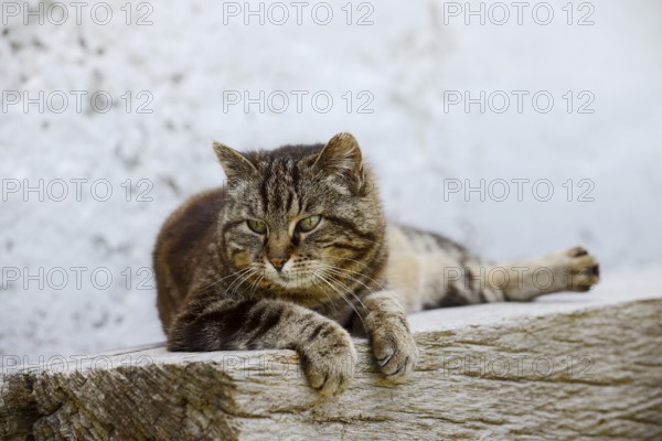 Domestic cat (Felis catus) lying on a wooden bench, Brittany, France