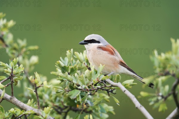 Red-backed shrike (Lanius collurio), male, North Rhine-Westphalia, Germany