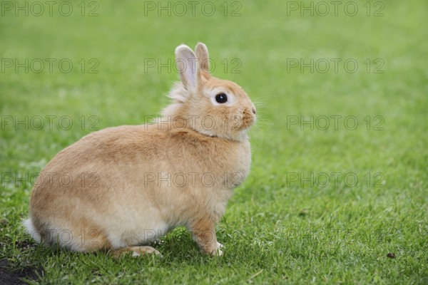 Dwarf rabbit (Oryctolagus cuniculus forma domestica) in a meadow, North Rhine-Westphalia, Germany