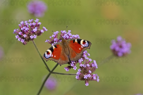 Butterfly, peacock butterfly (Aglais io), Purpletop vervain (Verbena bonariensis), Burgstemmen, Nordstemmen, Lower Saxony, Germany