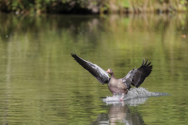 An adult greylag goose (Anser anser) lands on a lake on a sunny day. Bavaria, Germany