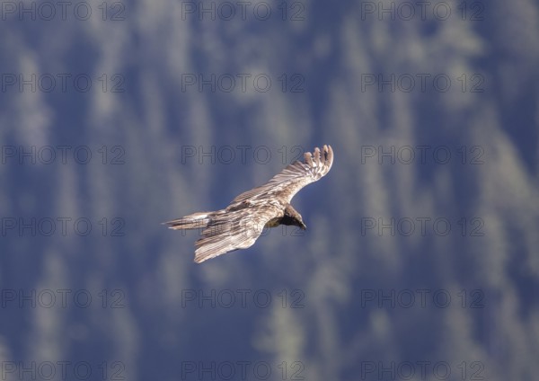 Bearded vulture (Gypaetus barbatus), Berchtesgaden, Alps, Bavaria, Germany