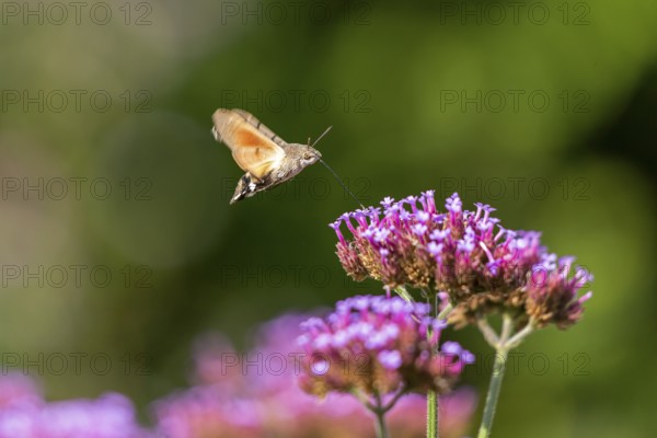 Butterfly, pigeon tail (Macroglossum stellatarum), also known as hummingbird butterfly or hummingbird hawk moth, Purpletop vervain (Verbena bonariensis), Burgstemmen, Nordstemmen, Lower Saxony, Germany