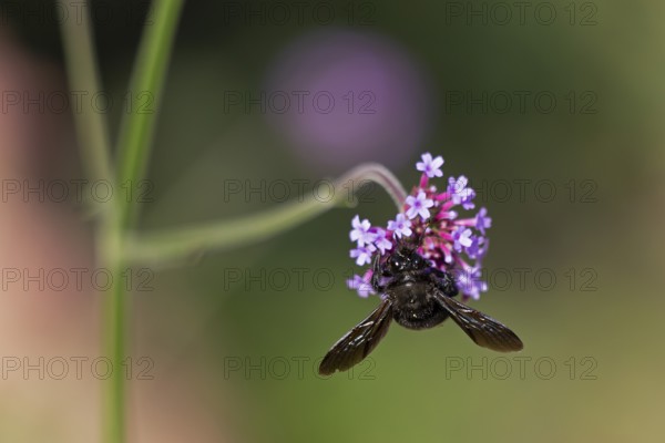 Wood bee (Xylocopa), Purpletop vervain (Verbena bonariensis), Burgstemmen, Nordstemmen, Lower Saxony, Germany