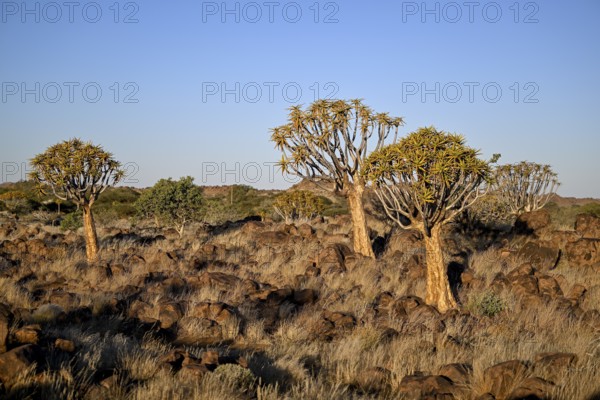 Quiver trees (Aloe dichotoma), quiver tree forest near Keetmanshoop, Karas Region, Namibia