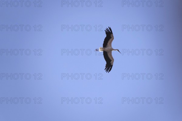 White stork, summer, Germany