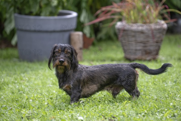 Rough-haired dachshund (Canis lupus familiaris) male, 4 years, attentive, in a meadow, in garden, Stuttgart, Baden-Württemberg, Germany