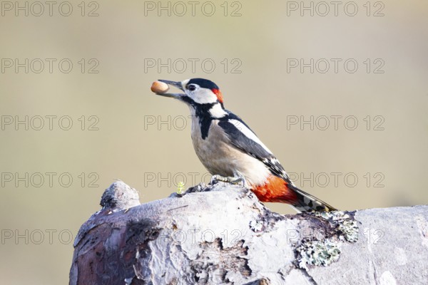 Great spotted woodpecker (Dendrocopus major) ml Germany