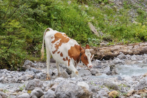 Holstein Friesian cattle crossing a creek on an alpine pasture. Eng valley, Austria