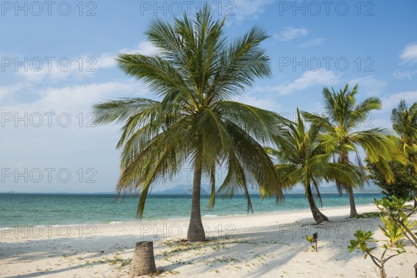 White sandy beach and coconut palms, Pearl Beach, Koh Mook, Trang Province, Southern Thailand, Andaman Sea, Thailand