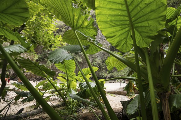 Sandy beach beach with cave in the rainforest, Emerald Cave, Koh Mook, Trang Province, Southern Thailand, Andaman Sea, Thailand
