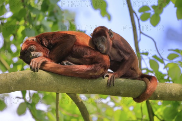 Venezuelan red howler (Alouatta seniculus), adult, female, juvenile, on tree, resting, South America
