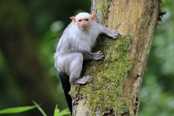 Silver marmoset (Mico argentatus, Syn.: Callithrix argentata), silver marmoset, adult, sitting on tree trunk, alert, South America