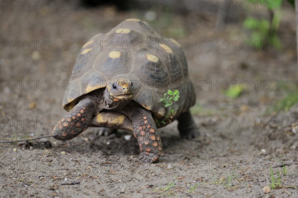Coal turtle (Geochelone carbonaria), adult, foraging, running, South America