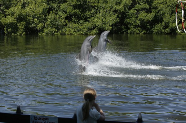 Dolphin, Bottlenose dolphin (Tursiops truncatus), 2 animals performing tricks, Cuba, Caribbean, Central America