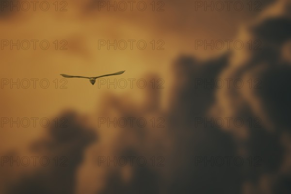 A bird in silhouette flying against an orange sunset sky with dramatic clouds