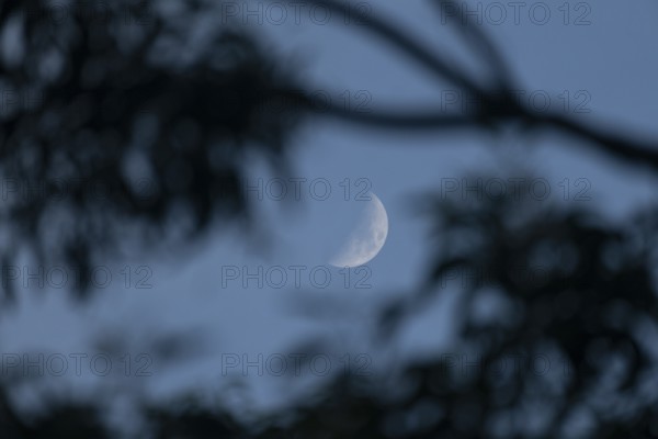 Crescent moon in a clear dusk sky framed by silhouetted branches, Dhaka, bangladesh