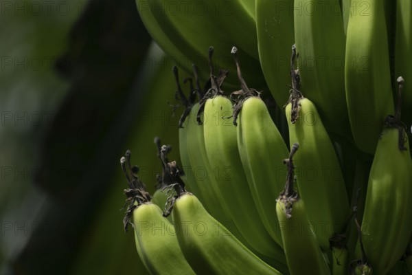 Unripe green bananas clustered against a dark background in natural setting, Dhaka, Bangladesh