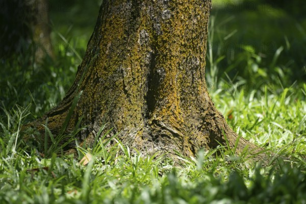 A tree trunk with textured bark surrounded by green grass, illuminated by sunlight