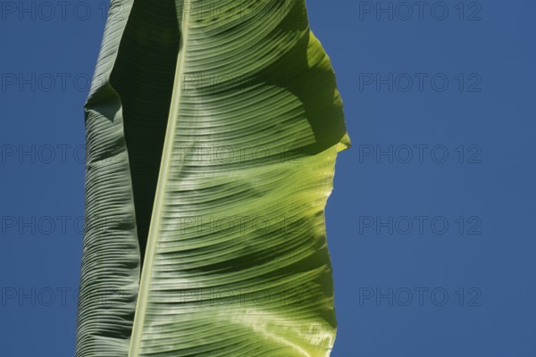 Close-up of a single green banana leaf against a clear blue sky