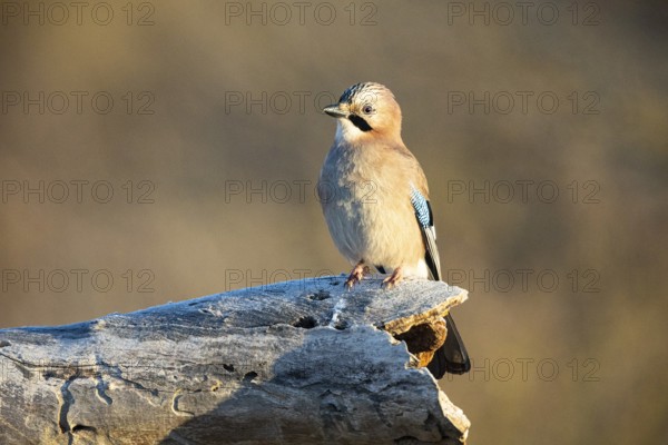 Eurasian jay (Garrulus glandarius) Germany