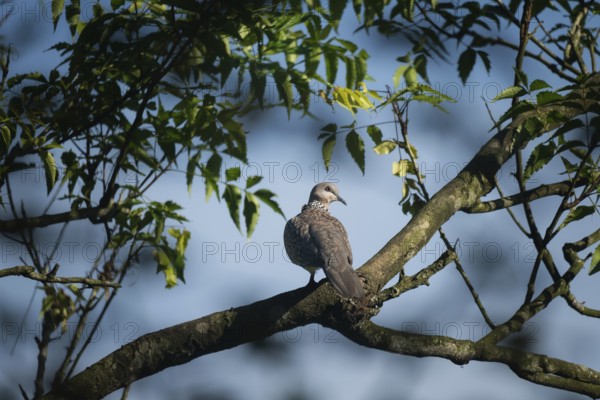 A Spotted dove (Spilopelia chinensis) sits on a tree branch surrounded by green leaves against a clear blue sky