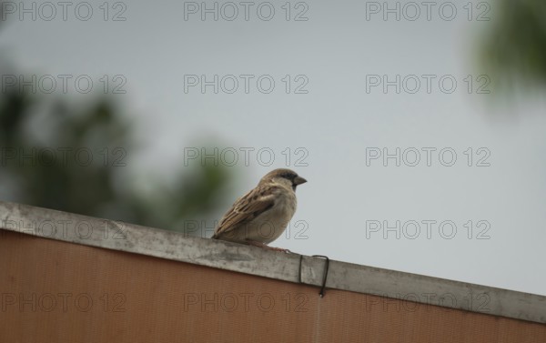 A sparrow perched on a rooftop against a blurred, neutral background, Gazipur, Bangladesh