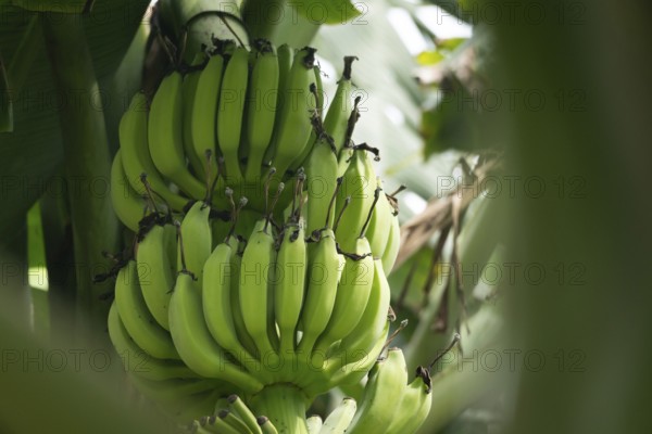 Bunch of green bananas on a banana plant with dense foliage around, Gazipur, Bangladesh