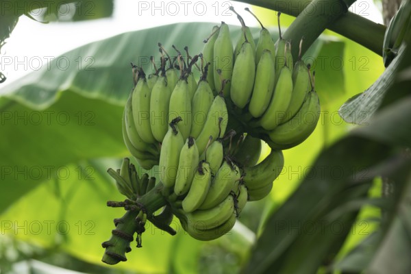 Cluster of unripe green bananas hanging from a banana plant surrounded by large leaves, Gazipur, Bangladesh