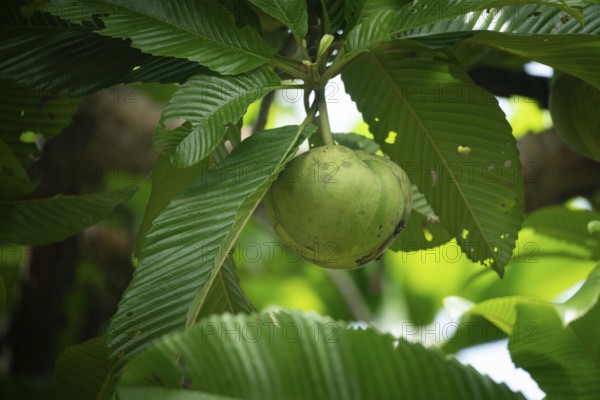 Elephant apple (Dillenia indica) hanging from a tree amid lush tropical foliage, Gazipur, Bangladesh