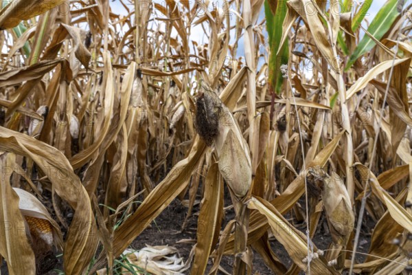 Maize field near Hünxe, dry plants, still being harvested, mostly used for concentrated feed for pigs, cattle and chickens, gloomy storm clouds, North Rhine-Westphalia, Germany