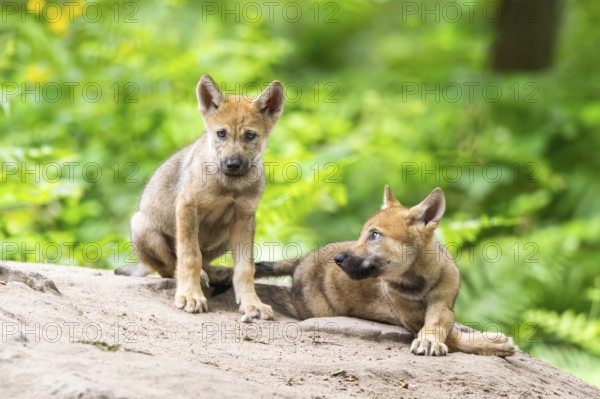 Eurasian wolf (Canis lupus lupus) cubs (youngster) on a little sand hill in the forest, Hesse, Germany