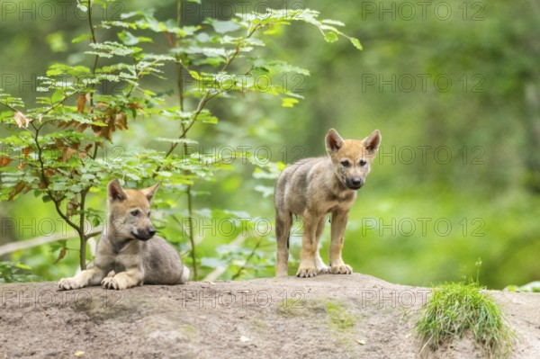 Eurasian wolf (Canis lupus lupus) cubs (youngster) on a little sand hill in the forest, Hesse, Germany