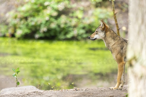 Eurasian wolf (Canis lupus lupus) standing on a little sand hill in the forest, Hesse, Germany