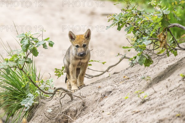 Eurasian wolf (Canis lupus lupus) cubs (youngster) on a little sand hill in the forest, Hesse, Germany