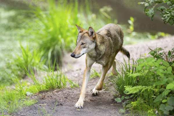 Eurasian wolf (Canis lupus lupus) walking in a forest, Hesse, Germany