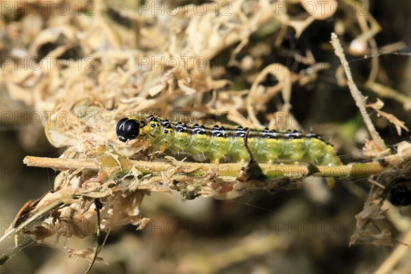 Box tree moth (Cydalima perspectalis), caterpillar, feeding on boxwood, clear feeding, Ellerstadt, Rhineland Palatinate, Germany