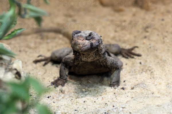 Chuckwalla (Common Chuckwalla ater), adult, on the ground, foraging, Southwest USA, North America, Germany