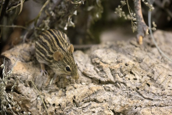 Typical striped grass mouse (Lemniscomys striatus), adult, on ground, alert, foraging, East Africa, West Africa