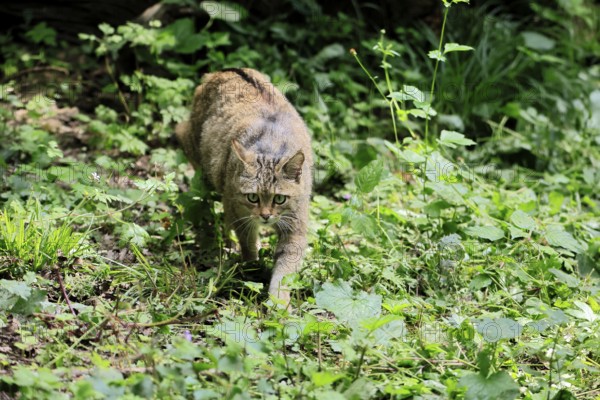 European wildcat (Felis silvestris), adult, stalking, in the forest, foraging, alert, Hesse, Germany, Europe, captive