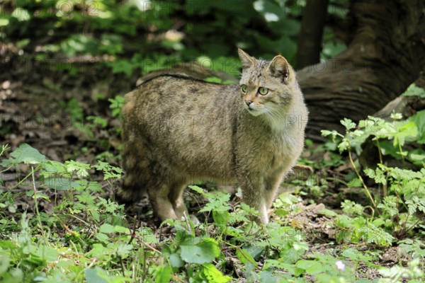European wildcat (Felis silvestris), adult, in the forest, foraging, vigilant, Hesse, Germany, Europe, captive