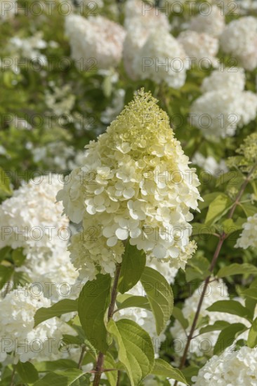 Panicle hydrangea (Hydrangea paniculata 'Polar Bear'), Finland