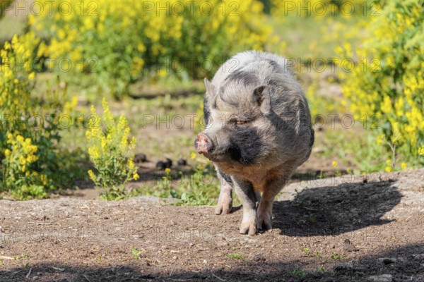 A Kunekune pig (sus scrofa domesticus), a domestic breed from New Zealand walks walks through a yellow flowering meadow. Captive, Austria