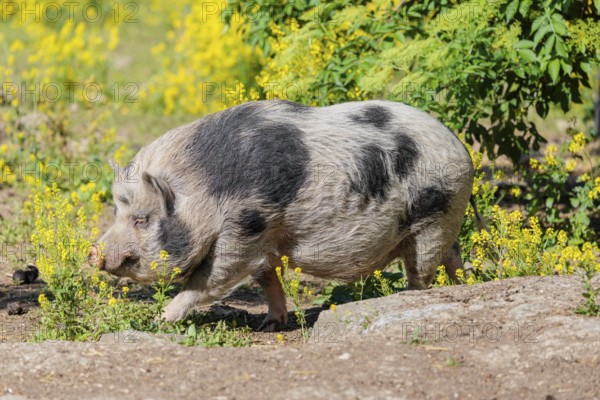 A Kunekune pig (sus scrofa domesticus), a domestic breed from New Zealand walks walks through a yellow flowering meadow. Captive, Austria